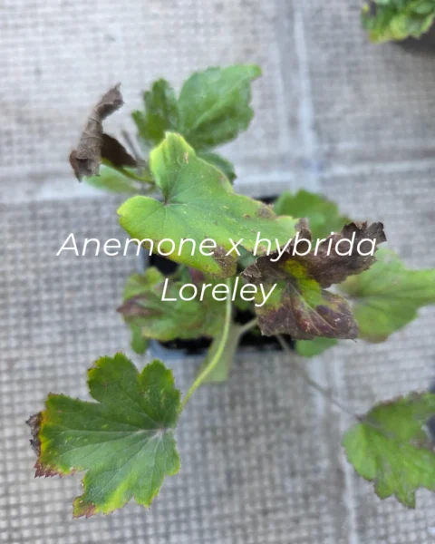 Anemone x hybrida Loreley_20260910_122420_0000