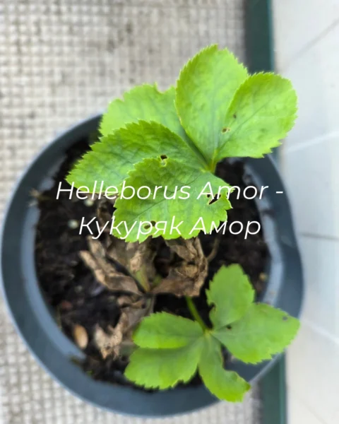 Helleborus Amor - Кукуряк Амор_20260910_121248_0000
