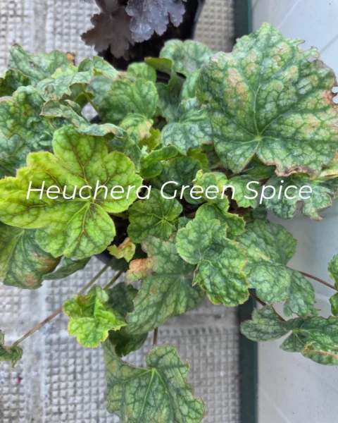 Heuchera Green Spice_20260910_122128_0000