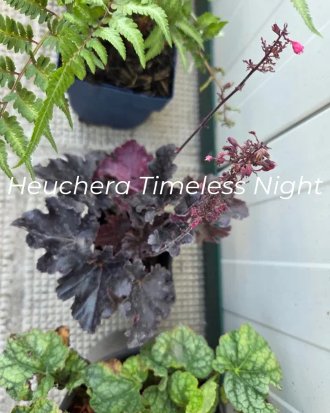 Heuchera Green Spice_20260910_122256_0000